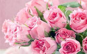 fresh flowers bouquet of pink roses hd