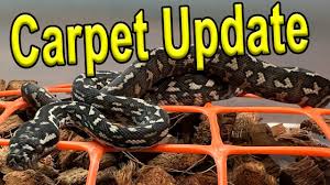 jungle carpet python hatchling update