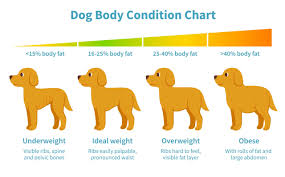 dog gain weight feed high calorie