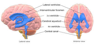ventricular system anatomy concise