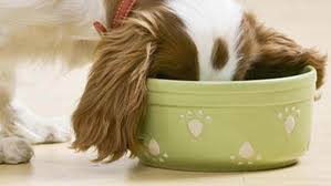a complete puppy feeding guide with