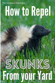 how to get rid of a skunk