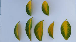meyer lemon tree yellowing leaves
