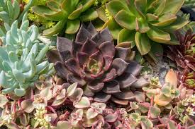 100 types of succulents with pictures