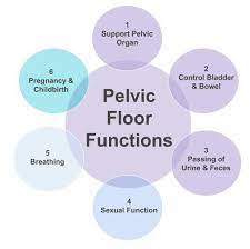 the pelvic floor information
