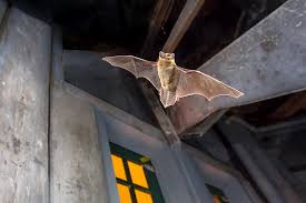 bat removal and control virginia bat
