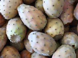 Yellow fruits of cactus pear harvested at Muchaqqer station, Jordan