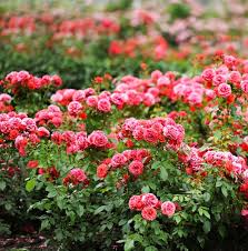 416 366 rose garden stock photos free