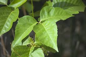 7 ways to kill poison ivy naturally