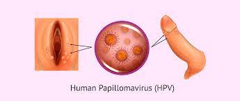 what is the human papillomavirus hpv