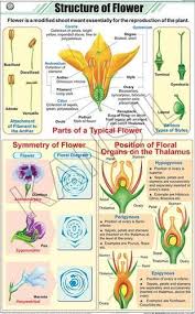 Structure Of Flower For Botany Chart