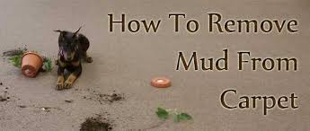 how to remove mud from carpet carter