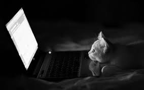 Looking for the best wallpaper laptop? Cat Laptop Wallpapers Top Free Cat Laptop Backgrounds Wallpaperaccess