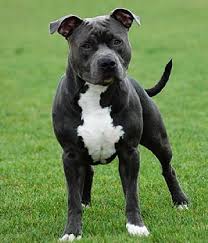 Don't miss what's happening in your neighborhood. American Staffordshire Terrier Perfect Pedigree Thailand