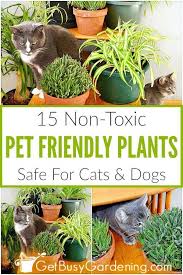 Indoor Plants Pet Friendly Cat Safe Plants