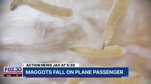 maggots fall on plane penger