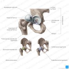 femur bone anatomy proximal distal