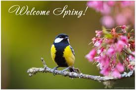 Welcome Spring - Birds & Animals Background Wallpapers on Desktop Nexus (Image 2468918)