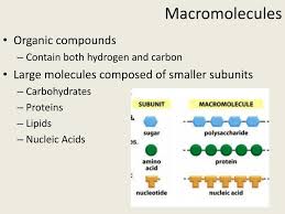 ppt macromolecules powerpoint