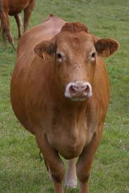 Limousin Cattle Wikipedia