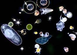 Plancton : un monde d'organismes mystérieux | Dossier