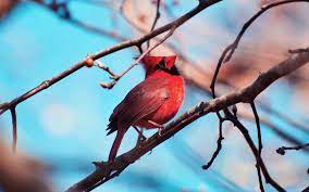 Wallpaper : red cardinal, bird, branch ...