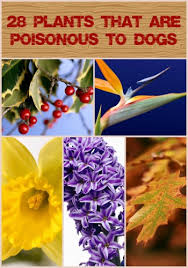 28 plants that are poisonous to dogs