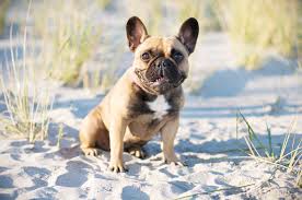 Look here to find a french bulldog breeder. Cape Cod French Bulldogs