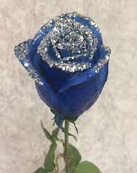 d delphium blue single rose plain
