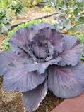 What is the colour of red cabbage?