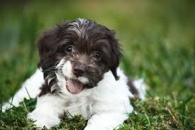 Image result for cockapoo puppy