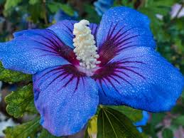 Flowers are one of the most beautiful creations of nature. Information On Planting Blue Hibiscus Growing Blue Hibiscus Flowers