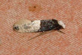 carpet moth or tapestry moth