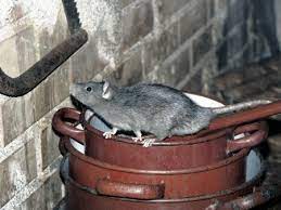 Rats In The Cellar Trapping And Removal