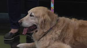 Search for dogs closest to your area by changing the search location More Than 100 Golden Retrievers To Gather At Jacksonville Festival