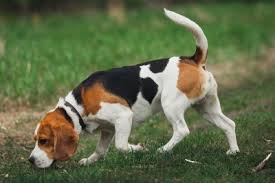 Ihr hund ist in der wohnung willkommen. Beagle Charakter Haltung Pflege Digidogs