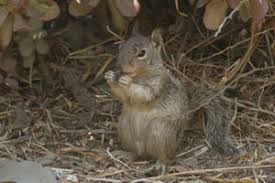 California Ground Squirrel Facts - NatureMapping