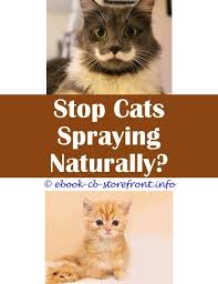 You can purchase a spray to stop cats from scratching furniture, but it's easy to make your own homemade cat scratching spray using vinegar, essential citrus oils, or even garlic and peppermint! 10 Beyond Words Stop Cats Marking Indoors Cat Spray Male Cat Spraying Cat Repellant