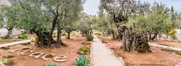 the ancient olive trees in the garden