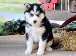 Dalilah Dogs Can Dogs Eat Pomsky Puppies