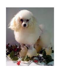toy poodle breed information pictures