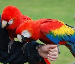 Basic Information Sheet Macaw Lafebervet