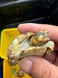 【陸龜】陸龜常見生病狀(皰疹病毒感染) 烏龜陸龜細菌感染 嘴 【陸龜】陸龜常見生病狀(皰疹病毒感染) 烏龜陸龜細菌感染 嘴