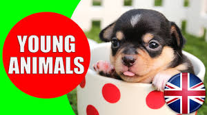 Animals And Their Young Ones Kids Vocabulary Young Animals Easy English For Children