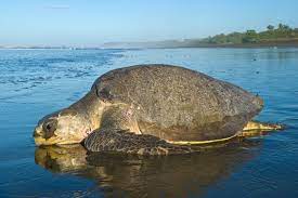 The olive ridley sea turtle is the only species with a variable amount of plates in the carapace, having between five to nine lateral scutes on each side olive ridley sea turtle (lepidochelys olivacea) and its nesting habitats along the orissa cost, india: Olive Ridley The State Of The World S Sea Turtles Swot