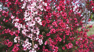 Pink Manuka Flowers Grown In New Zealand Stock Photo - Image of flower,  white: 60375288