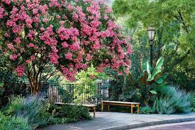13 flowering southern trees to plant in