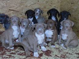 Breeders were looking for a dog that had the. Reinrassige American Xxl Pitbull Terrier Blue Line Welpen Pit Bull