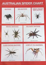 Never Yet Melted Australian Spider Identification Chart