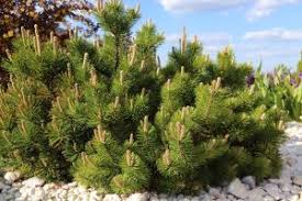 For starters, their roots grow outward from their base this is especially useful if the pine tree stump is too big to merely remove by hand. Short Pine Trees That Will Look Great In Your Yard Mr Tree Inc